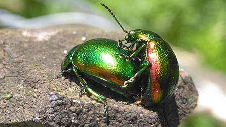Mating pair of tansy beetles