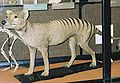 Tasmānijas vilks Rotšilda dabas muzejā Anglijā