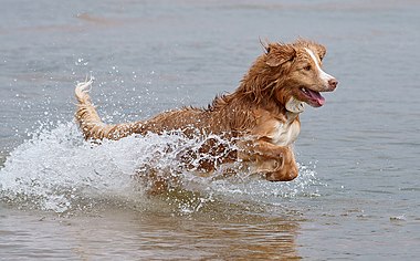 Nova Scotia Duck Tolling Retriever