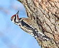 Image 99Yellow-bellied sapsucker in Central Park