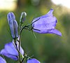 Campanula patula