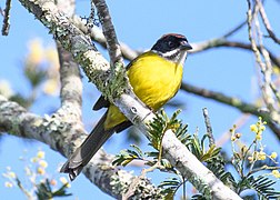 Moustached Brushfinch.jpg