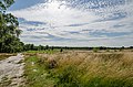 stuifduinen in De Hamert (Midden-Limburg)