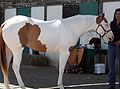 English: The lokation of the dark body spots is typical for Tobiano, but the extensive head white is due to another gene likely splashed white