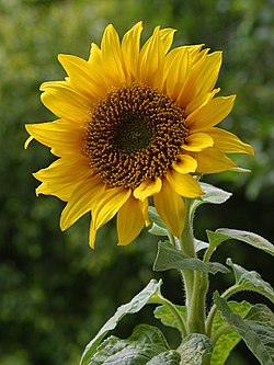 Isoauringonkukka (Helianthus annuus)