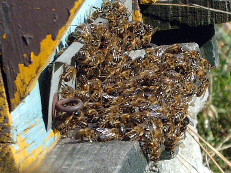 File:Abeilles-bees-treatment-varroa.jpg