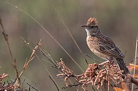 Angolan Lark 112ND500 DSC0006.jpg