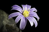 Anemone keiskeana