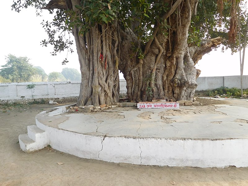 File:Banyan Tree ( Shiv Bajrang Dham Kishunpur).jpeg