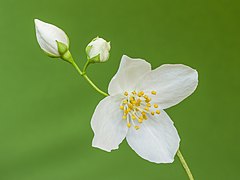 Bloem van een Boerenjasmijn (Philadelphus). 03-07-2021 (actm.).jpg