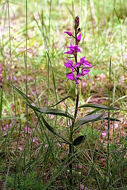 Raudonasis garbenis (Cephalanthera rubra)