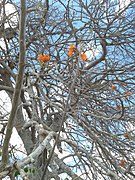 Erythrina velutina.105309.jpg