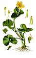 Caltha palustris plate 246 in: Otto Wilhelm Thomé: Flora von Deutschland, Österreich u.d. Schweiz, Gera (1885) (modified)