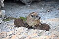 Rock hyrax Klippschliefer