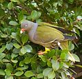 T. c. glaucus feeding in Ficus microcarpa, South Africa