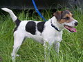 Parson Russell Terrier