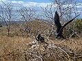 North Seymour Island in the Galapagos, a bird in flight