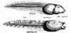 Comparison of frog and tunicate larvae