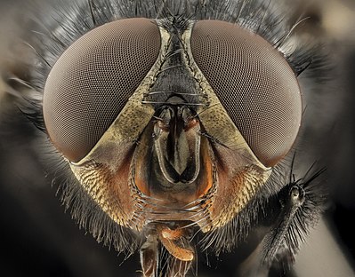 Calliphora vicina