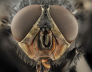 Calliphora vicina чибинни башы