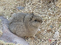 Cavia tschudii 104314763.jpg