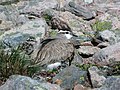 Varanger, arctic Norway