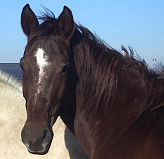 馬の顔を正面から