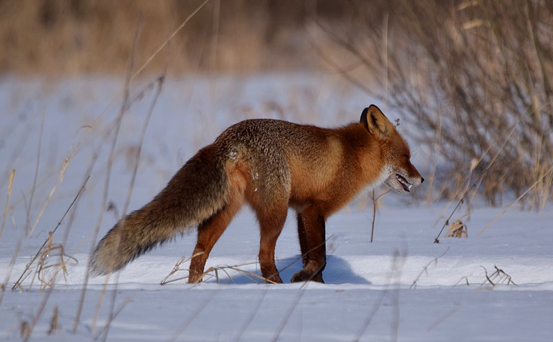 File:Fox.jpg