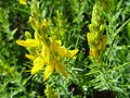 Genista hirsuta nở hoa