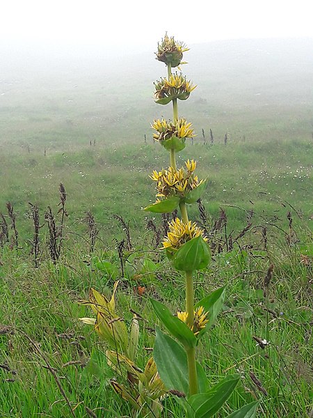 File:Gentiana lutea L. 3005205978.jpg