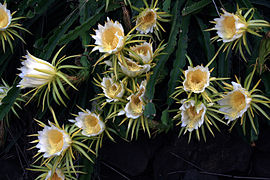 In bloom in Kona, Hawaii.