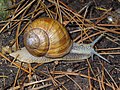   Helix pomatia