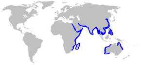 Description de l'image Hemipristis_elongatus_distmap.png.