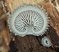 Image 51Hohenbuehelia mastrucata mushroom growing in Busse Woods, Elk Grove Village. Image credit: Rocky Houghtby (photographer), Leoboudv (upload) (from Portal:Illinois/Selected picture)