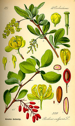 Paprastasis raugerškis (Berberis vulgaris)