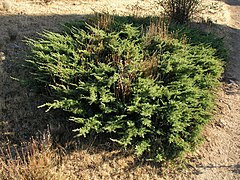 Ienupăr (Juniperus communis)