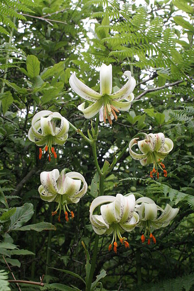 File:Lilium ledebourii 2.jpg