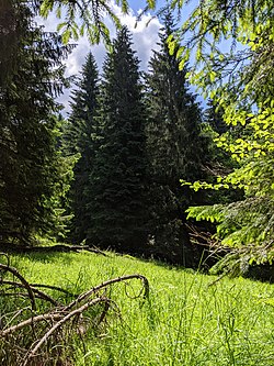 Rašelinná louka na okraji chráněného území