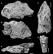 Pachyrhinosaurus perotorum.jpg