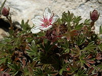 Potentilla caulescens