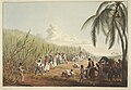 Image 11Sugar plantation in the British colony of Antigua, 1823 (from History of the Caribbean)