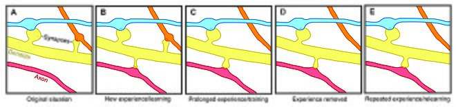 A depiction of spine formation and elimination.