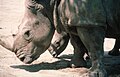 Nachwuchs im Zoo Münster 1985