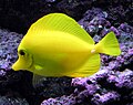 Yellow Tang Zebrasoma flavescens. This is the character Bubbles in the film “Finding Nemo”.