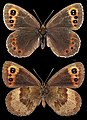 Erebia aethiops ♀