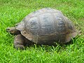 Galapagos tortoise