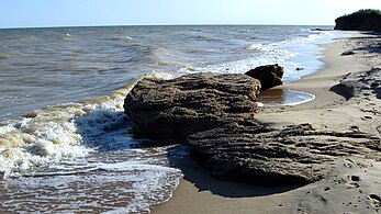 Черепашник у літоральній зоні Азовського моря