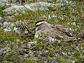 Male with chick; near Batsfjord, Varanger, arctic Norway