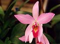 Laelia anceps