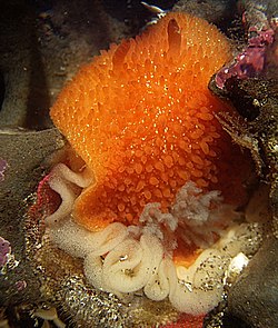 Acanthodoris lutea peterakás közben